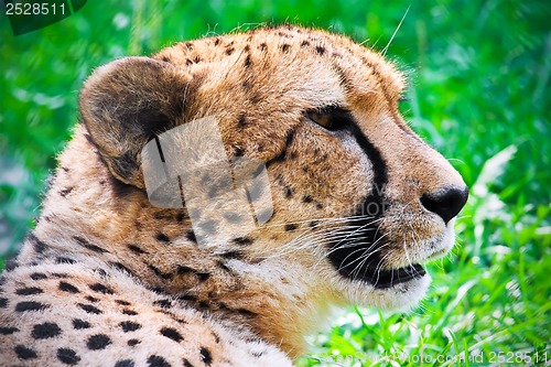 Image of Cheetah