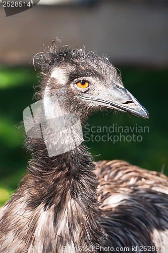 Image of Ostrich