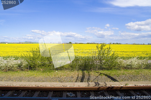 Image of Rapeseed field