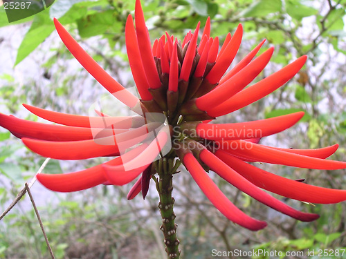 Image of Red flower