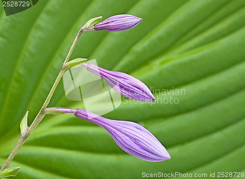 Image of Buds of violet flowers.