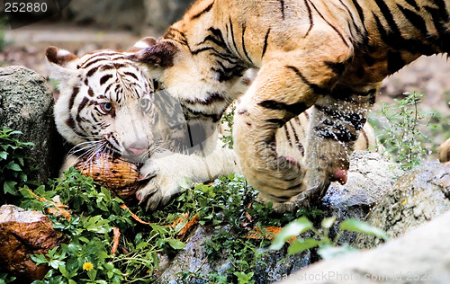 Image of Two Tigers