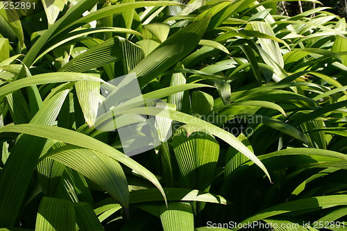 Image of Tropical Huasteca, Mexico