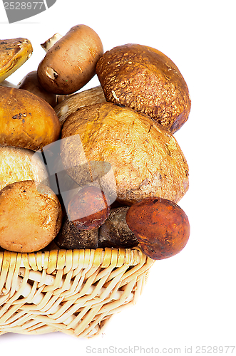 Image of Forest Mushrooms