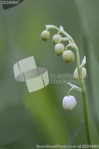 Image of lily of the valley