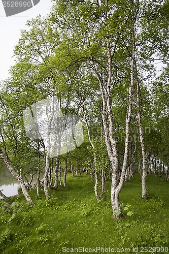 Image of birches