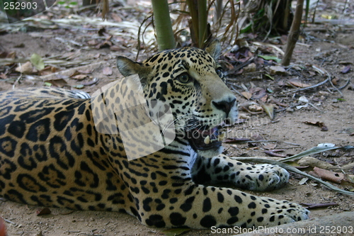 Image of Jaguar, Mexico