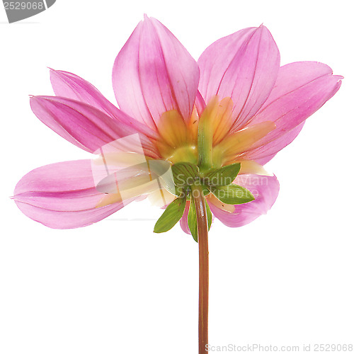 Image of Beautiful pink flower over white background 