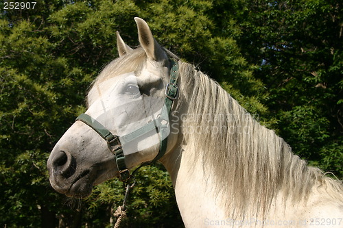 Image of Andalusian horse, Spain