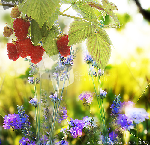 Image of Raspberry.Garden raspberries at Sunset.Soft Focus 