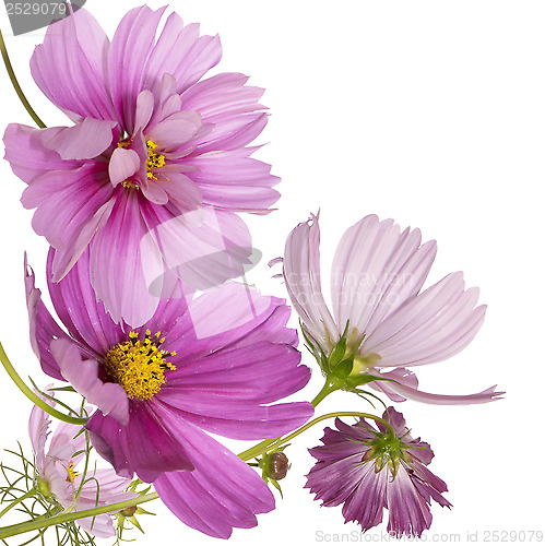 Image of Beautiful flower background 