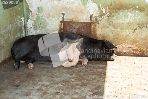 Image of Big pig sleeping farm