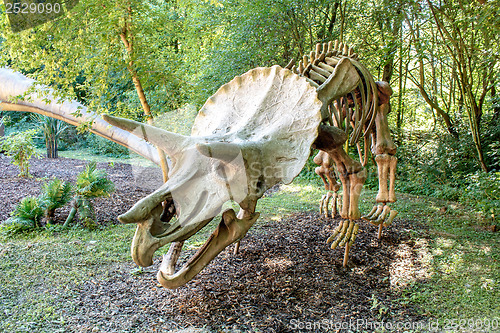 Image of Triceratops Fossil skeleton over natural background