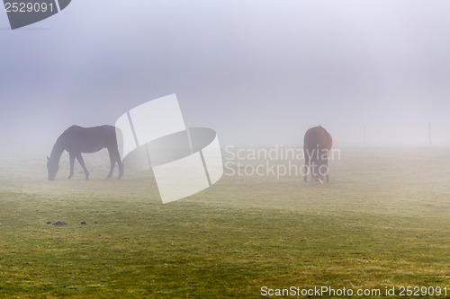 Image of two brown horse in enclosure