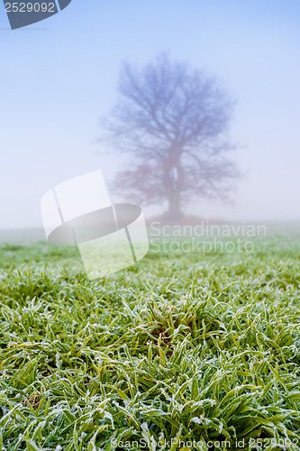 Image of cold misty morning with tree