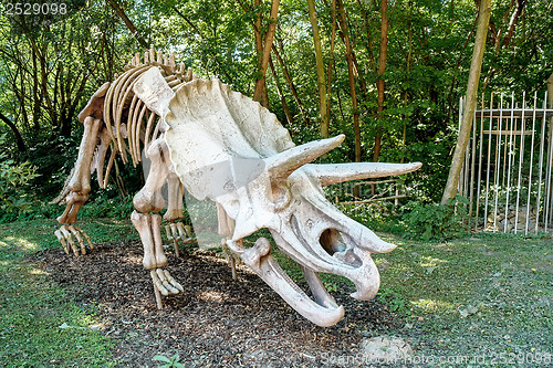 Image of Triceratops Fossil skeleton over natural background