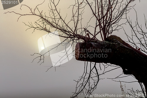 Image of Misty morning sunrise over tree