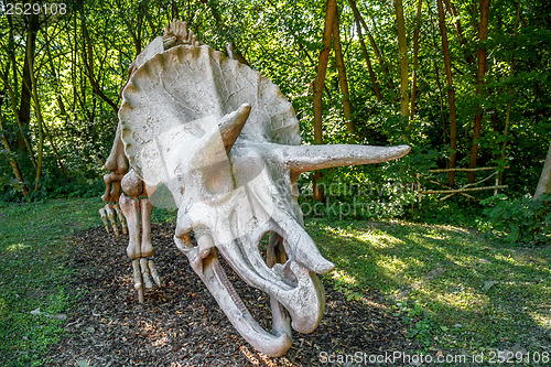 Image of Triceratops Fossil skeleton over natural background