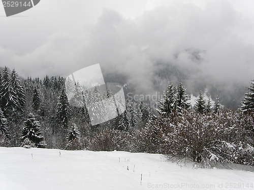Image of Winter forest in Bavarian Alps 