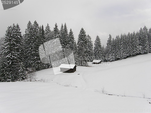Image of Winter forest in Bavarian Alps 
