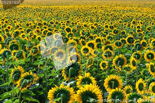 Image of Sunflowers