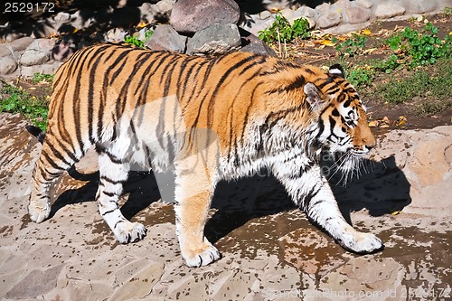 Image of Tiger