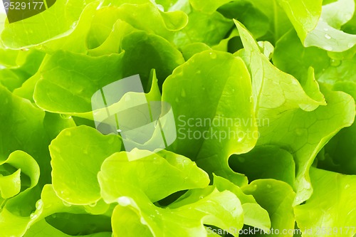 Image of Lettuce