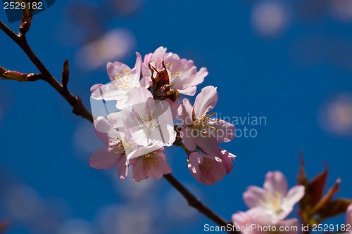 Image of Cherry blossom