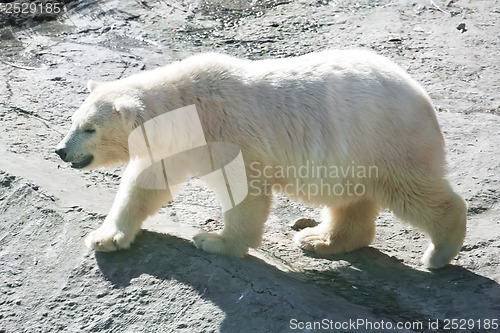 Image of Polar bear