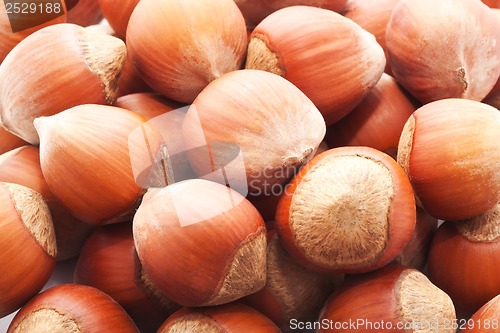 Image of Hazelnuts or filbert