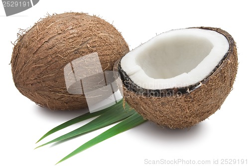 Image of Coconut