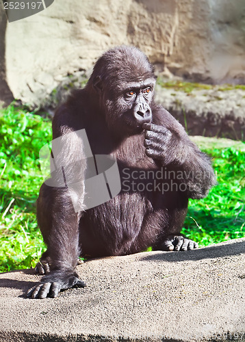 Image of Gorilla