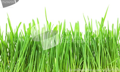 Image of Green grass