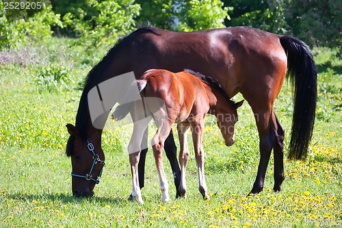Image of Horse