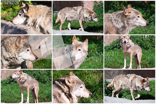 Image of Gray Wolf