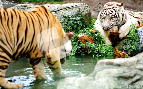 Image of Two Tigers