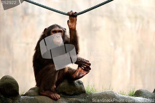 Image of Monkey Looking