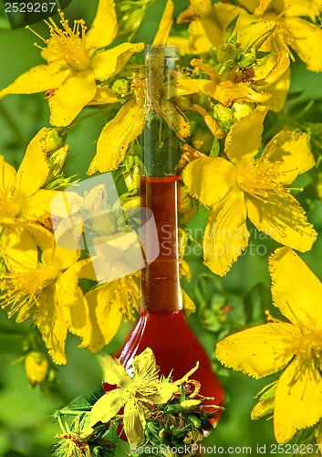 Image of St. John's wort oil