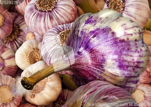 Image of garlic