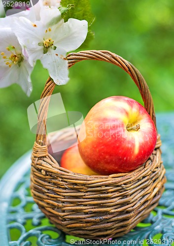 Image of apples in a basket with apple blossom