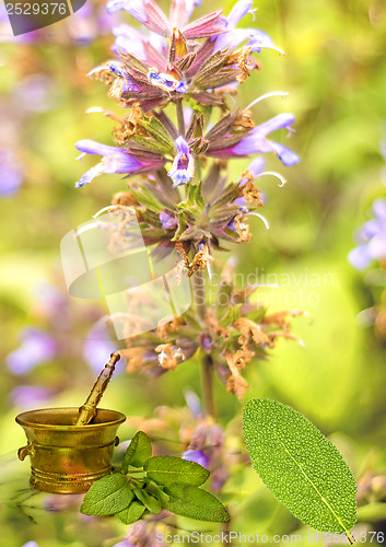 Image of Sage, Salvia officinalis