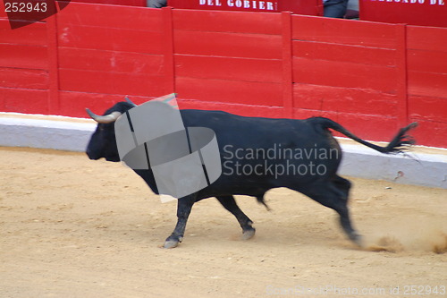 Image of Fighting bull in Granada, Spain