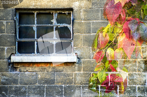 Image of Old window with wild vine in autumnal colors