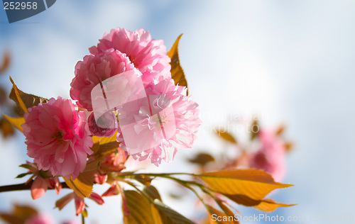 Image of cherry blossom