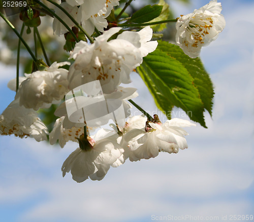 Image of white cherry blossom