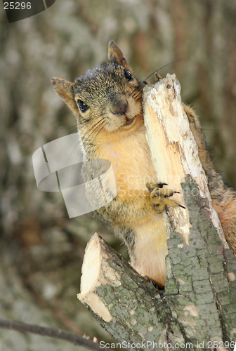 Image of Mister Curious