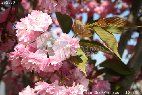Image of cherry blossom