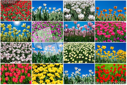 Image of Tulip flowers