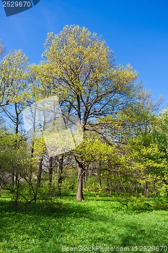 Image of Summer landscape