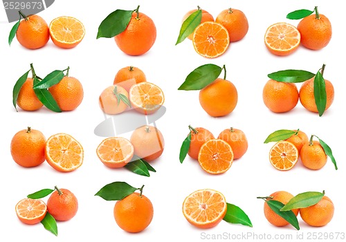 Image of Mandarins